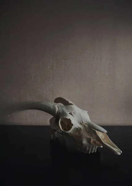 Натюрморт с черепом барана в темноте — стоковое фото