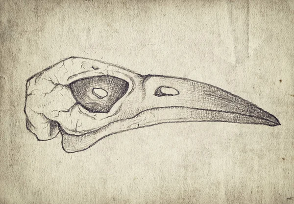 Elle çizilmiş kuş kafatası ile eski vintage kağıt — Stok fotoğraf