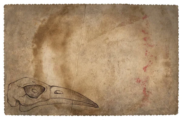 Kuş kafatası ile eski vintage kağıt. Grunge arka plan — Stok fotoğraf