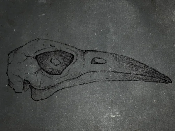 Fondo de textura grunge con cráneo de ave dibujado a mano — Foto de Stock