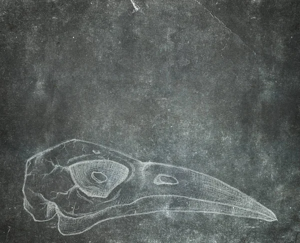 Шлифованный фон с нарисованным вручную черепом птицы — стоковое фото