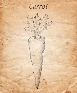 Eski kağıt arka plan üzerinde çizilmiş kalem havuç el