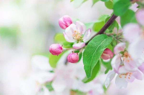 Frühling Hintergrund mit weißen und blühenden Blumen — Stockfoto