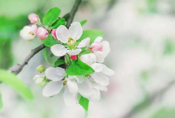 Весна фон с белыми и цветущими цветами — стоковое фото