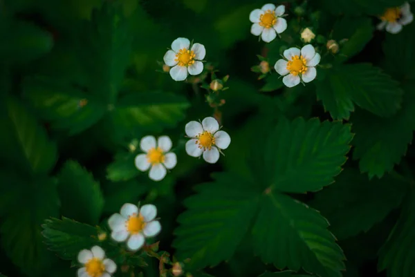 Beautiful background with green leaves and flowers of strawberri — Stock Photo, Image