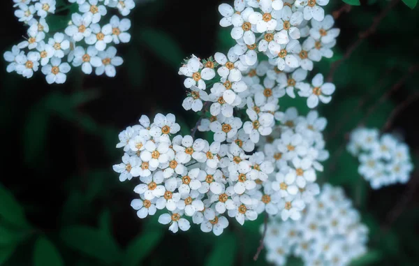 Білі квіти. Весняний фон для дизайну — стокове фото