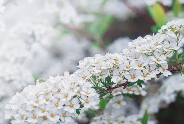 Weiße Kirschblüten. Federhintergrund für Design — Stockfoto