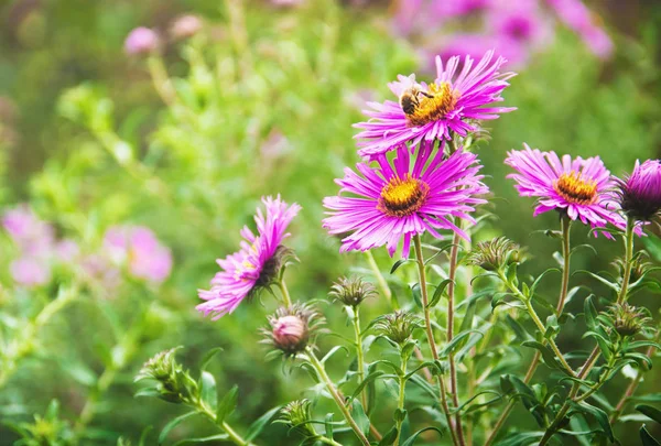 Beau fond vert d'été avec des fleurs violettes — Photo