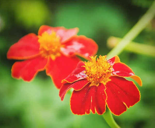 Vacker sommar grön bakgrund med röda blommor — Stockfoto