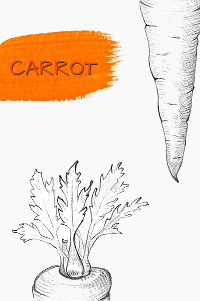 Zanahoria dibujada a mano aislada en blanco — Archivo Imágenes Vectoriales
