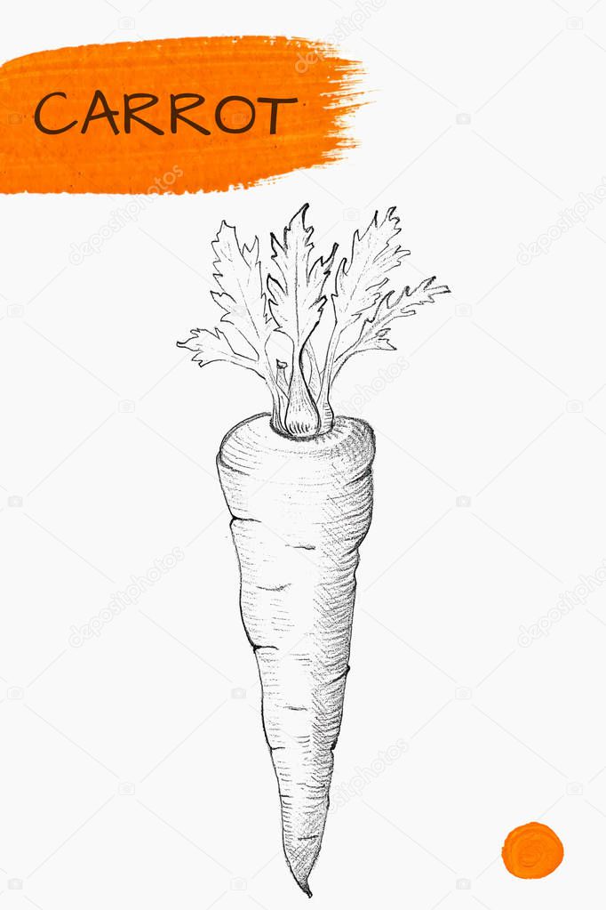 Hand drawn carrot isolated on white