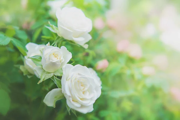 Belle fleur printemps et été fond avec des roses blanches — Photo