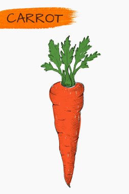 Elle çizilmiş havuç üzerine beyaz izole