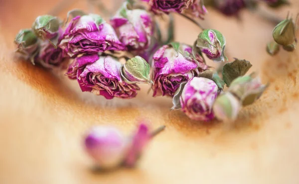 Fond vintage avec des roses de thé sec — Photo