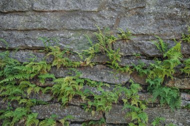 Eğreltiotlu eski taş duvar dokusu