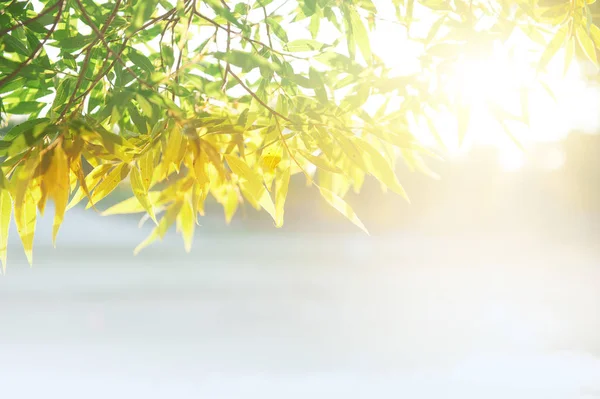 Zomer lente natuur achtergrond met bladeren en zonlicht — Stockfoto