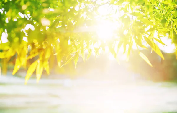 Yaz mevsimi arka planında yapraklar ve güneş ışığı — Stok fotoğraf