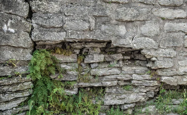 Textura antiga antiga parede de pedra com plantas de samambaia — Fotografia de Stock