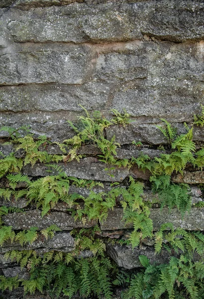 Antigua textura de pared de piedra antigua con plantas de helecho —  Fotos de Stock