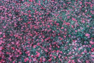 Mor çiçekli tabiat yaz arkaplanı