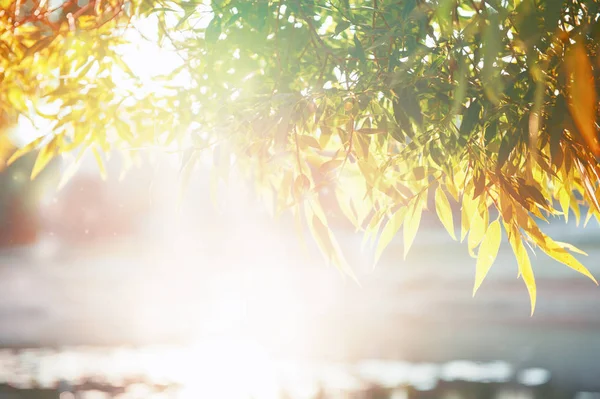 Zomer lente natuur achtergrond met bladeren en zonlicht — Stockfoto