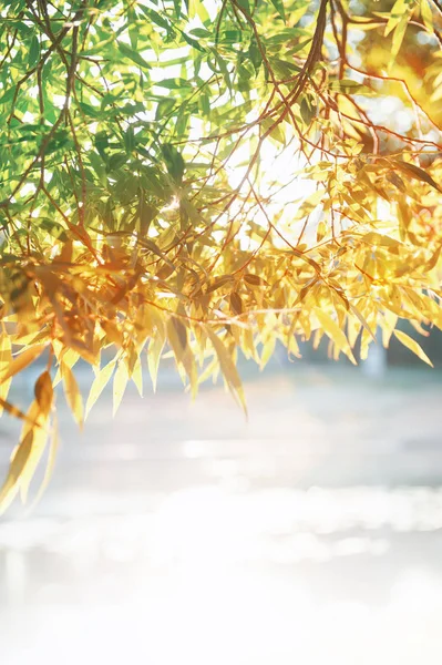 葉と日光のある夏の春の自然背景 — ストック写真