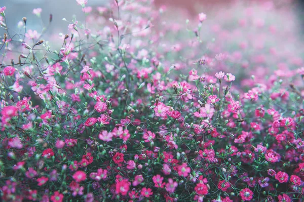 Nature summer spring background with purple flowers — Stock Photo, Image