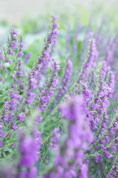大自然夏季的背景 开着紫色的小花 — 图库照片