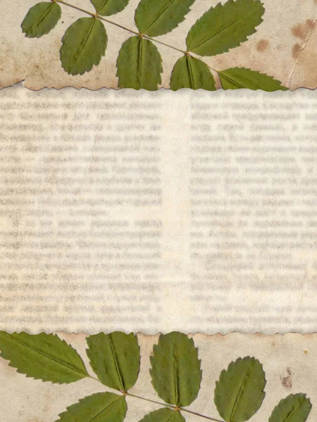 Eski Gazete Arkaplanında Kurumuş Bitki Içeren Eski Bir Kağıt — Stok fotoğraf