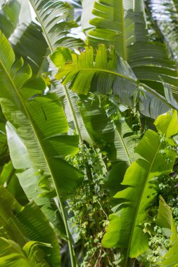 Yeşil palmiye ağacı dalı