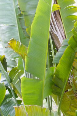 muz palm ağaçlar yaprak