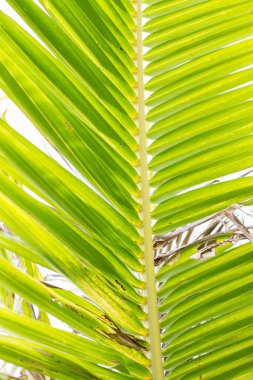 Yeşil palmiye ağaçları bracnh