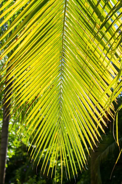 Palm Green Branch — Stock Photo, Image