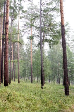 Ormanda uzun çam ağaçları