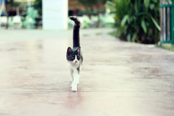 cat walking towards camera