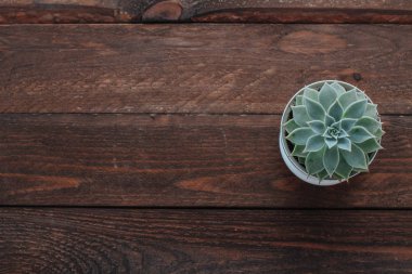 Tahta arka planda sulu bitkilerle doldur. Metin için boş alan.