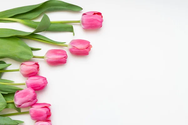 Тюльпаны на белом фоне. свободное место для текста — стоковое фото
