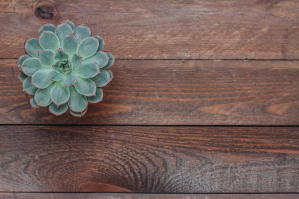 Tahta üzerinde sulu kaktüsler, en üstteki düz yatak.