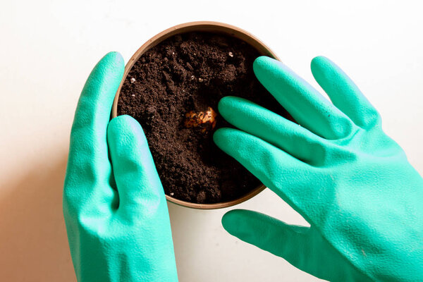 Growing plants in the soil. Hands of a gardener in green gloves by the pot.