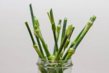 green stems from flowers in a vase without inflorescences