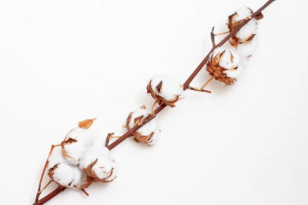 Large branch of ripe cotton-plant on a white background — Stock Photo, Image