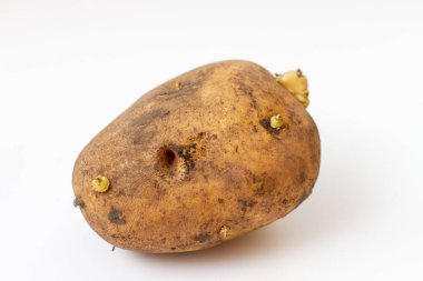 Beyaz arka planda solucanlı, çirkin bir patates.