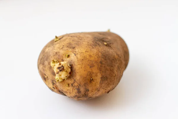 Eine große Kartoffel mit Setzlingen in der Erde auf weißem Hintergrund — Stockfoto