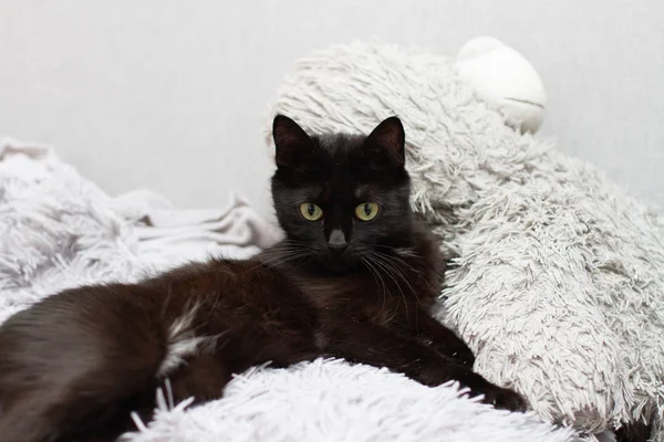 Svart katt ligger på en grå rutig en grå mjuk leksak björn — Stockfoto