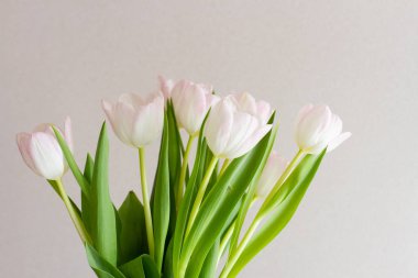 Güneşte vazoda pembe laleler.