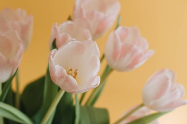 gently pink tulips on a yellow background