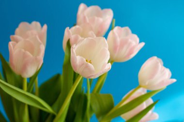 bouquet of pink tulips on a bright blue background
