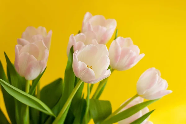 Bouquet of pink tulips on a bright yellow background Royalty Free Stock Photos