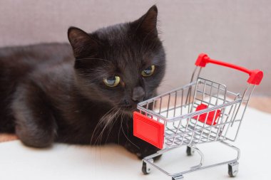 Sarı gözlü siyah kedi alışveriş için küçük bir sepet koklar.