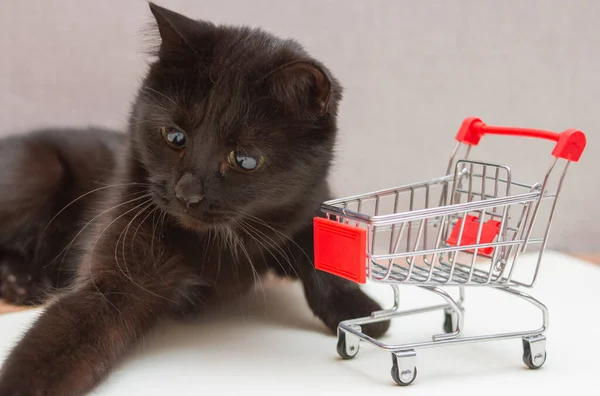 Katt Med Gula Ögon Leker Med Leksak Vagn För Shopping — Stockfoto
